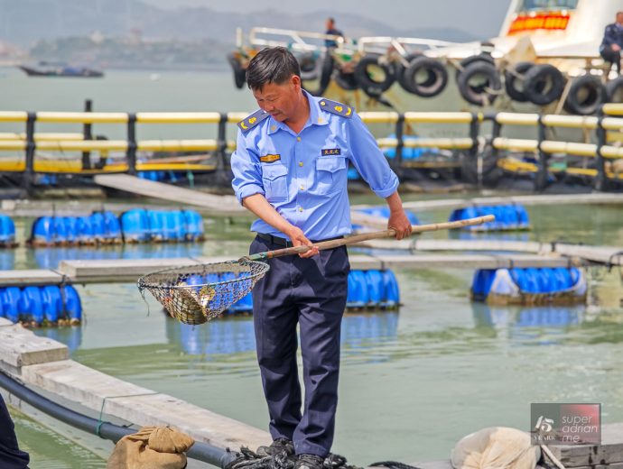 PUTIAN - Yellow Croaker Fish Farm - April 2025 - -101140 | SUPERADRIANME.com Netting a Yellow Croaker