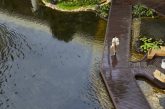 Westin Hotels & Resorts