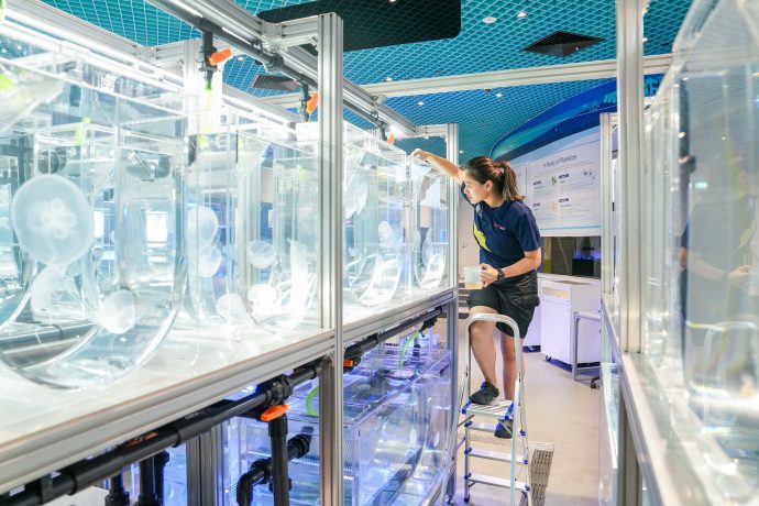 Animal Spotlight - Sea Jellies | SUPERADRIANME.com Animal Spotlight - Sea Jellies (Photo credit: Singapore Oceanarium, Resorts World Sentosa)