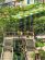 DINSO Resort & Villas Phuket, A Vignette Collection by IHG