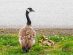 A goose and its goslings in Stanley Park