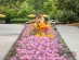 PROSPECT POINT blooms