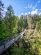 Capilano Suspension Bridge in Vancouver Canada