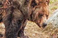 Grizzly Bear Habitat in Grouse Mountain