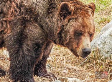 Grizzly Bear Habitat in Grouse Mountain