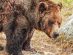 Grizzly Bear Habitat in Grouse Mountain