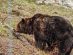 Grizzly Bear Habitat in Grouse Mountain