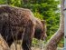 Grizzly Bear Habitat in Grouse Mountain
