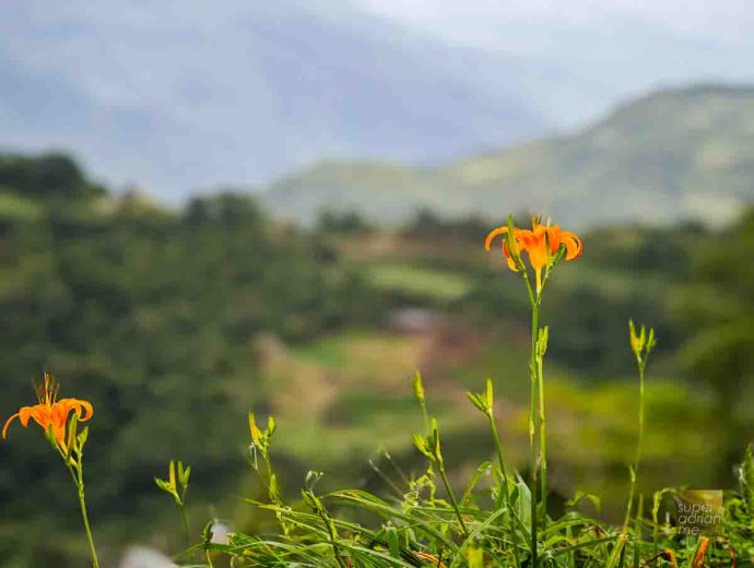 Ching Shan Daylily Farm in Taimali, Taitung