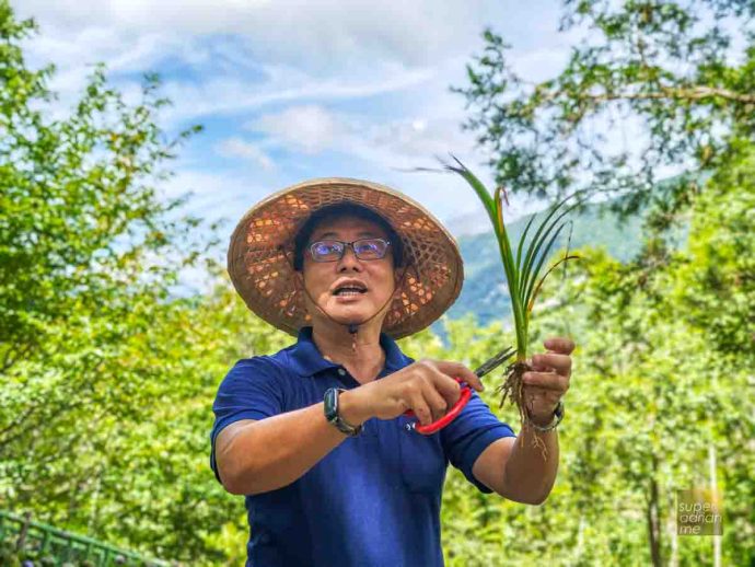 Ching Shan Daylily Farm in Taimali, Taitung