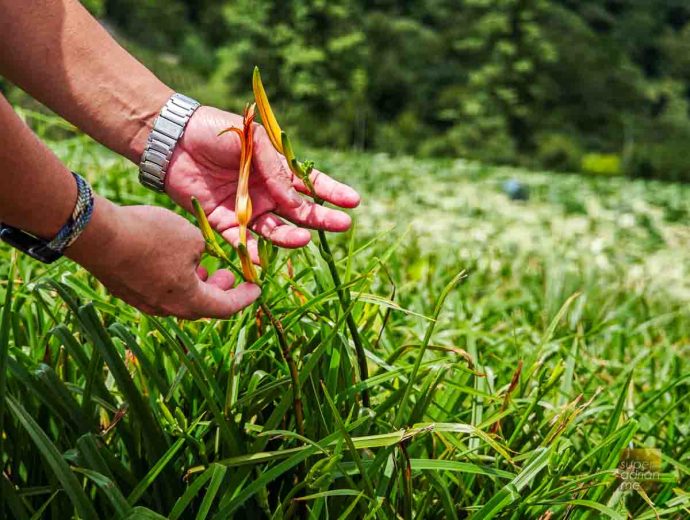 Ching Shan Daylily Farm in Taimali, Taitung