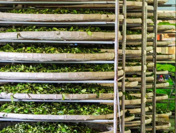 Bi Luo Yuan Tea House Processing Factory