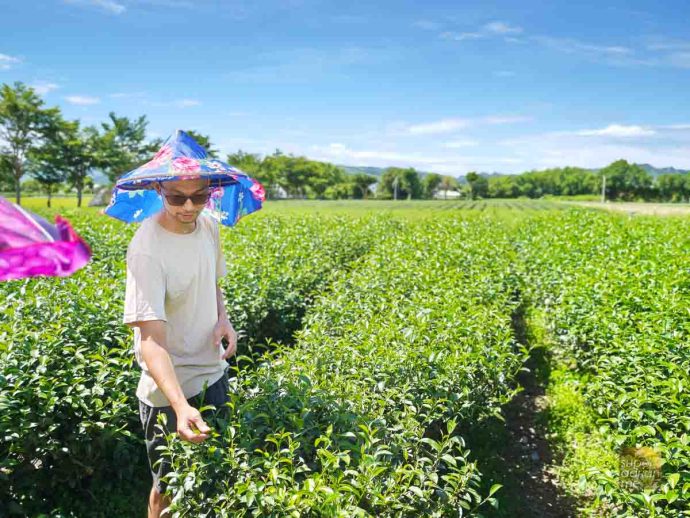 Bi Luo Yuan Tea House Plantation 