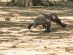 Komodo Dragon at Loh Liang Komodo National Park Komodo Dragon at Loh Liang Komodo National Park