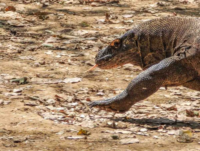 Ayana Komodo Waecicu Beach - July 2025 -3 | SUPERADRIANME.com Komodo Dragon In Komodo National Park