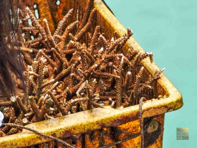 Coral Planting at AYANA Komodo Waecicu Beach | SUPERADRIANME.com Coral Planting at AYANA Komodo Waecicu Beach