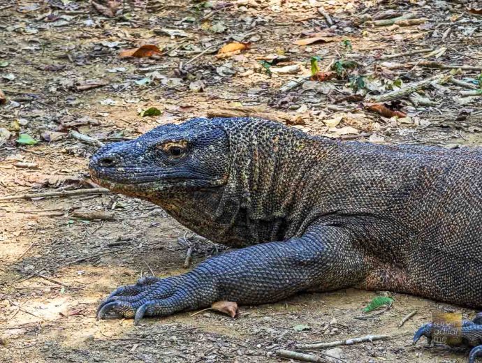Komodo Dragon In Komodo National Park | SUPERADRIANME.com Komodo Dragon In Komodo National Park