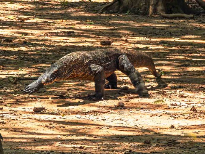 Ayana Komodo Waecicu Beach - July 2025 -120116 | SUPERADRIANME.com Komodo Dragon In Komodo National Park