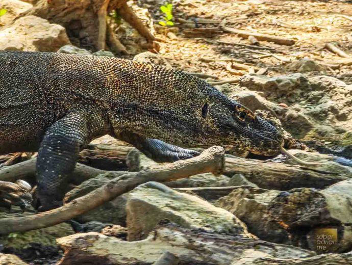 Komodo Dragon In Komodo National Park | SUPERADRIANME.com Komodo Dragon In Komodo National Park