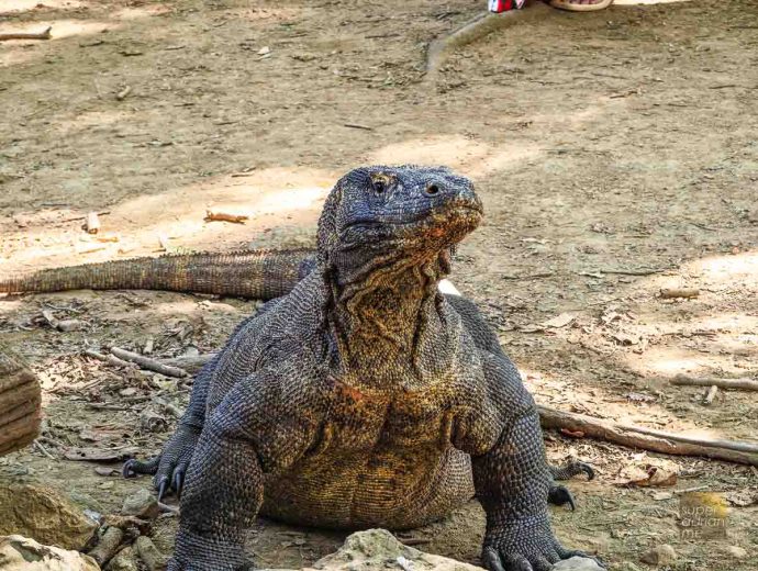 Ayana Komodo Waecicu Beach - July 2025 -120438 | SUPERADRIANME.com Komodo Dragon In Komodo National Park