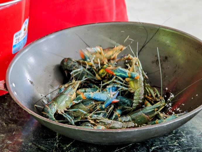 Catch life lobsters at Heartel Farm in Shoufeng Township in Hualien County IMG_20250722_093102-EDIT | SUPERADRIANME.com Catch life lobsters at Heartel Farm in Shoufeng Township in Hualien County
