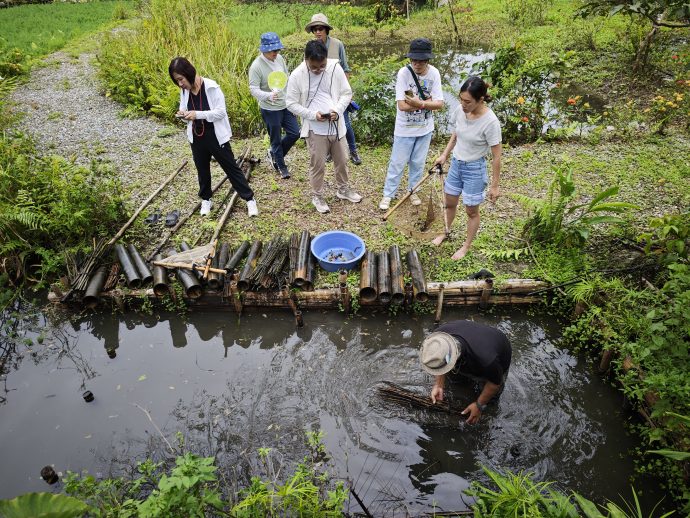 Retrieving fish from the traps in Shin Liu Farm in Guangfu, Hualien Taiwan | SUPERADRIANME.com Retrieving fish from the traps in Shin Liu Farm in Guangfu, Hualien Taiwan