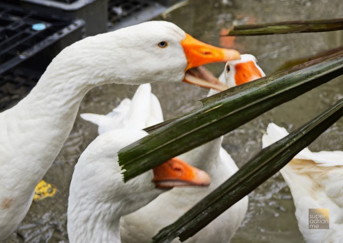 Sakula Grange in Jian Township Hualien County - 21 July 2025-1 | SUPERADRIANME.com Feeding Geese at Sakula Grange in Jian Township Hualien County - 21 July 2025-1
