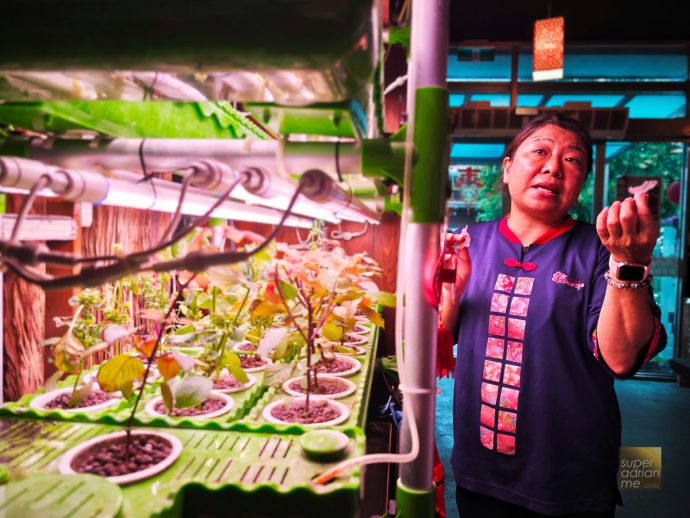 Fresh Vegetables at Sakula Grange | SUPERADRIANME.com Fresh Vegetables at Sakula Grange
