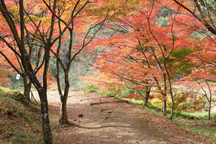 Oita Hot Spring Trail_Autumn colours, Mansaku park | SUPERADRIANME.com Oita Hot Spring Trail - Autumn colours, Mansaku Park (Walk Japan photo)