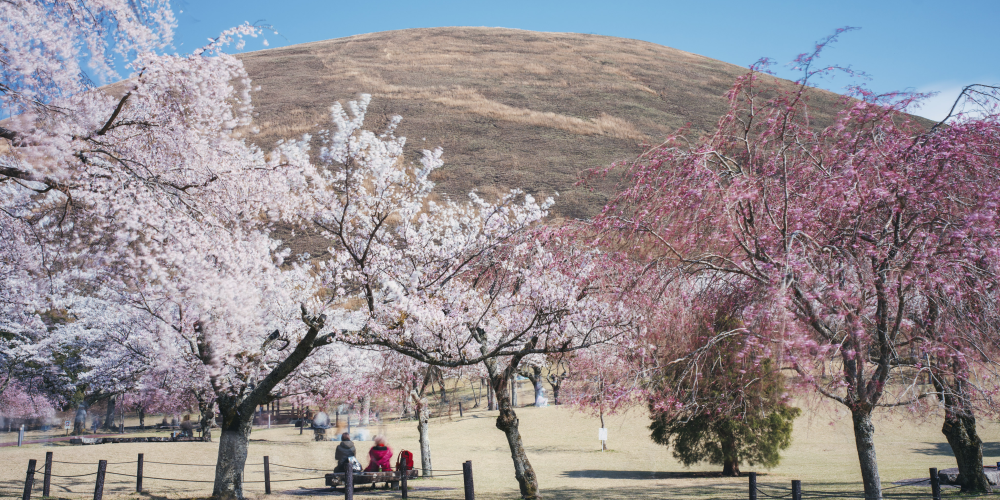 Cherry Blossoms in Japan (Hoshino Resorts photo) | SUPERADRIANME.com Cherry Blossoms in Japan (Hoshino Resorts photo)