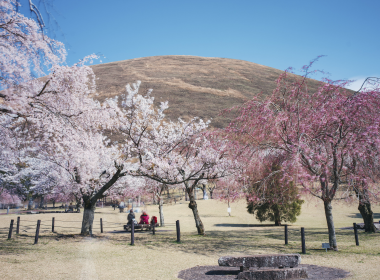 Cherry Blossoms in Japan (Hoshino Resorts photo)