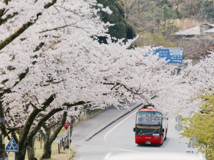Kai Anjin Kai Ito_Guests ride an open-top bus through tunnels of cherry blossom Credit_ Hoshino Resorts | SUPERADRIANME.com Kai Anjin & Kai Ito_Guests ride an open-top bus through tunnels of cherry blossom. (Hoshino Resorts photo)