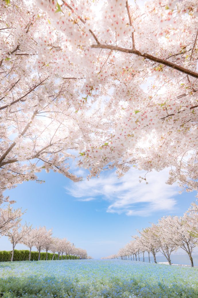 Cherry blossoms collaboration zone (PSJ Corporation Co, Ltd photo) | SUPERADRIANME.com Cherry blossoms collaboration zone (PSJ Corporation Co, Ltd photo)