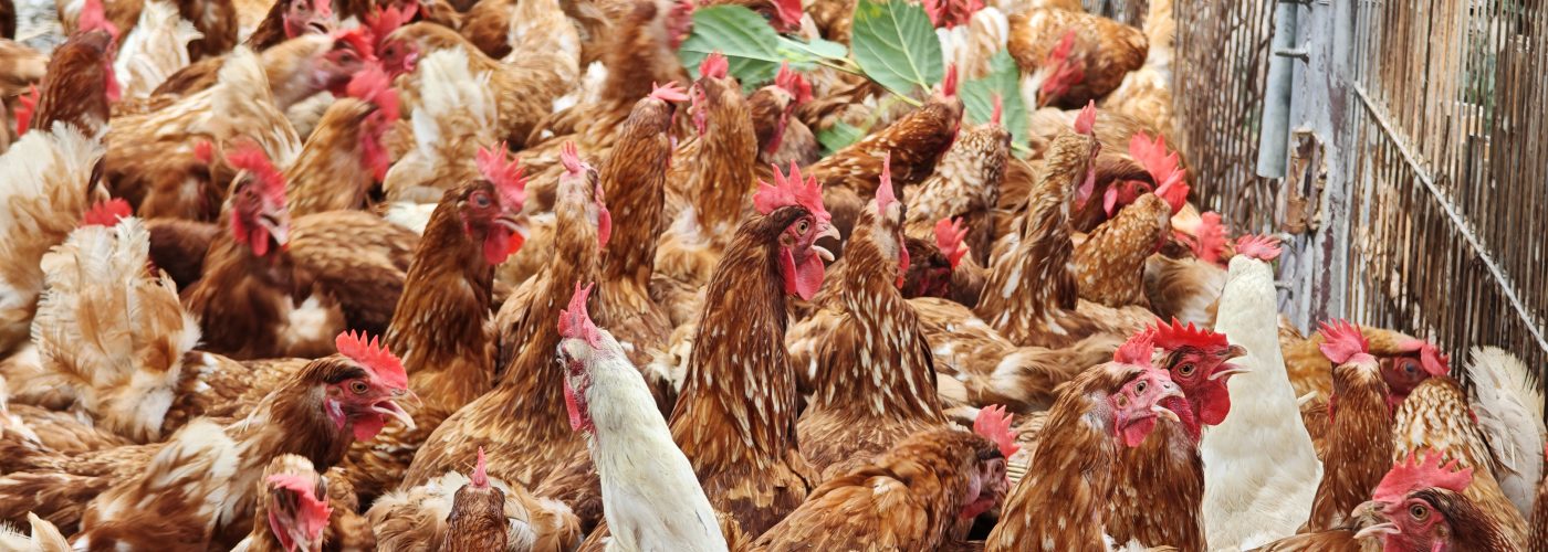 Free Roaming Chickens at Tree Egg Chicken Farm in Tainan Taiwan (SUPERADRIANME photo)