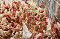 Free Roaming Chickens at Tree Egg Chicken Farm in Tainan Taiwan (SUPERADRIANME photo)
