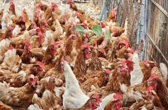 Free Roaming Chickens at Tree Egg Chicken Farm in Tainan Taiwan (SUPERADRIANME photo)