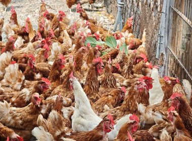 Free Roaming Chickens at Tree Egg Chicken Farm in Tainan Taiwan (SUPERADRIANME photo)