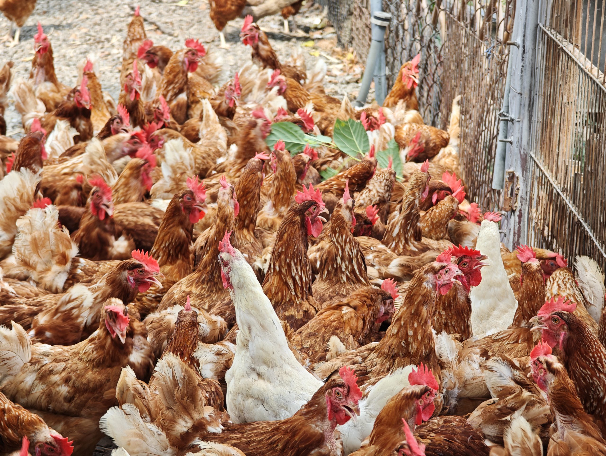 Free Roaming Chickens at Tree Egg Chicken Farm in Tainan Taiwan (SUPERADRIANME photo)