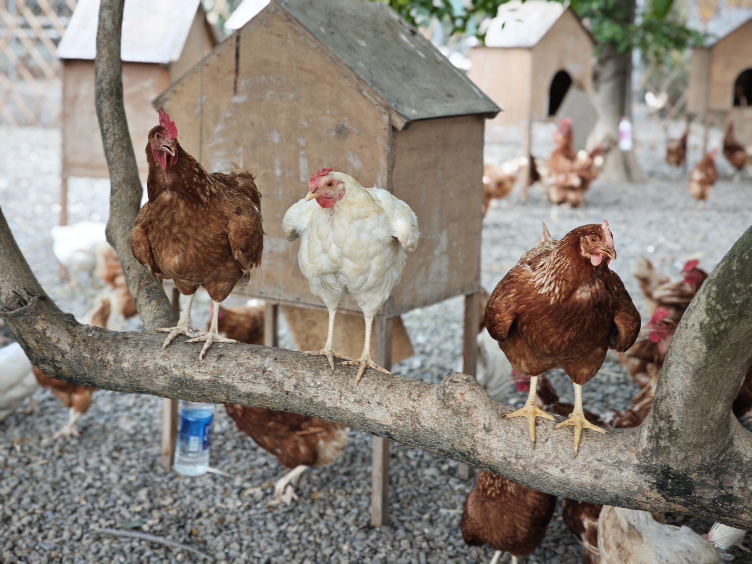 Tree Egg Chicken Farm