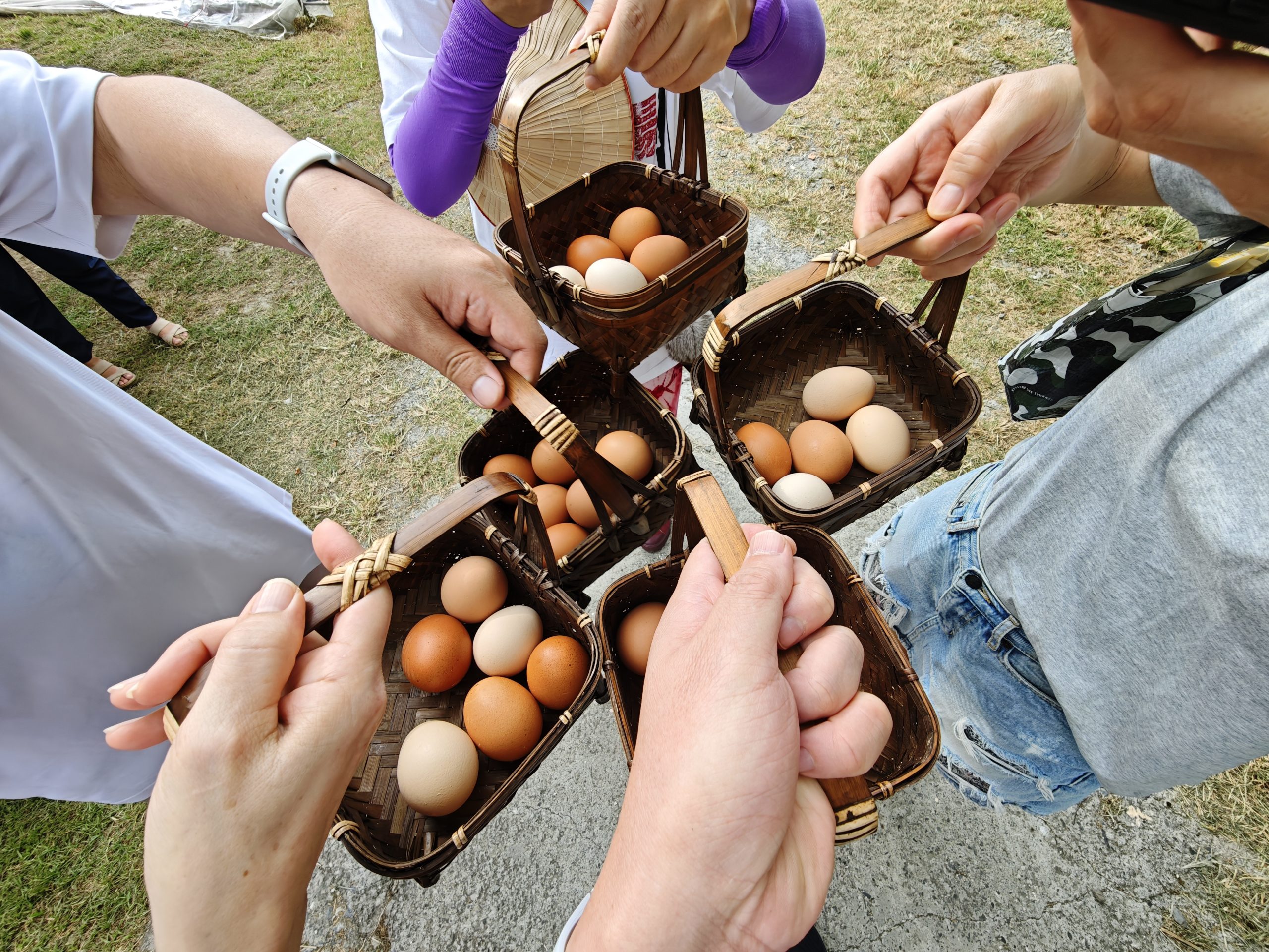 Tree Egg Chicken Farm - Eggs Harvesting