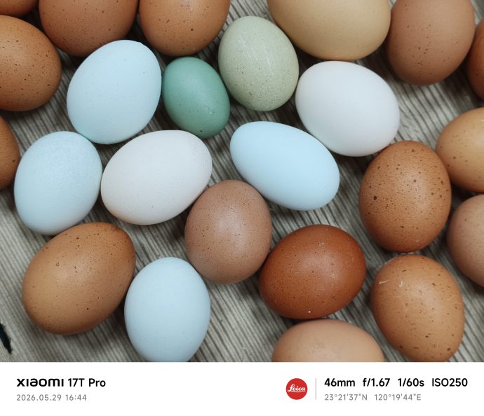 Why are there so many different coloured Chicken Eggs?