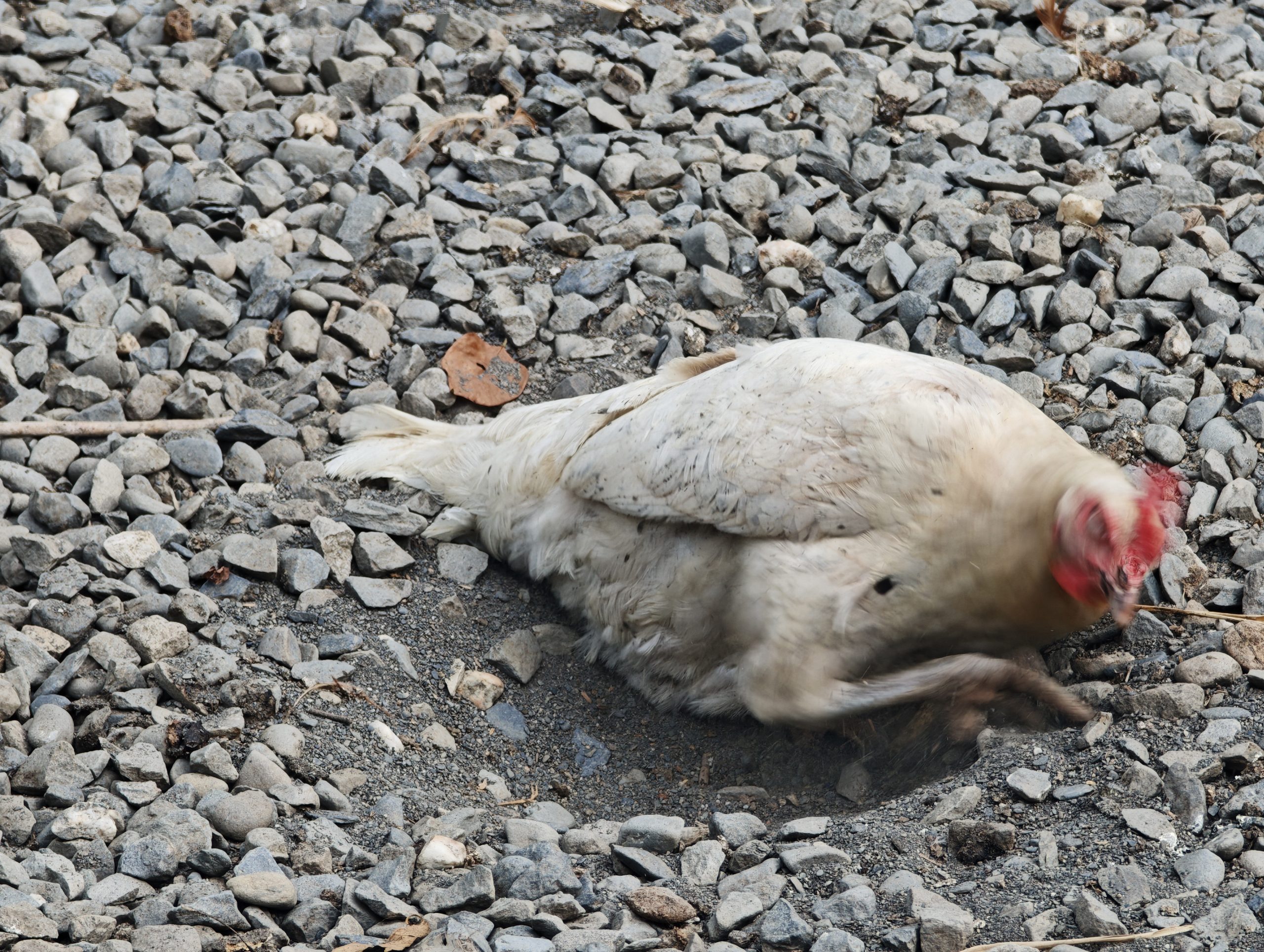 A Tree Egg hen taking dust bath by rolling in soil and sand in Taiwan