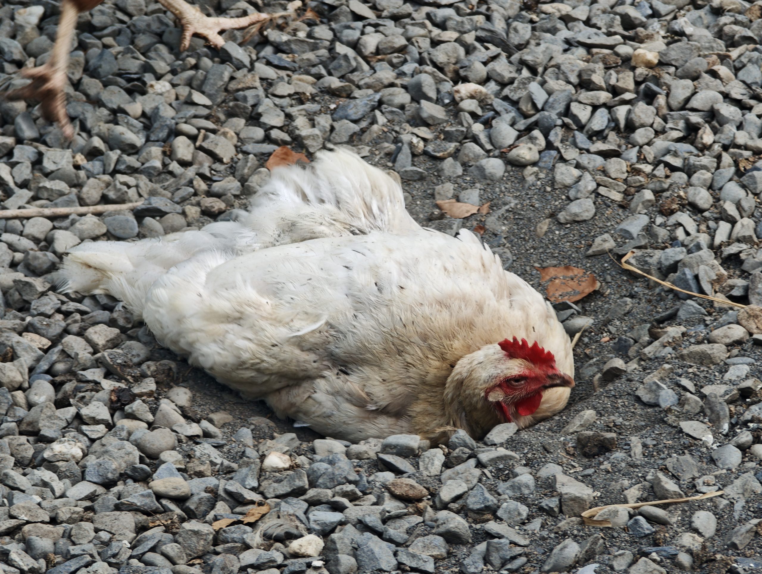A Tree Egg hen taking dust bath by rolling in soil and sand in Taiwan