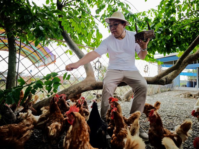 Feed leaves to Hens and pick eggs as part of activity when you visit Tree Egg Chicken Farm in Taiwan