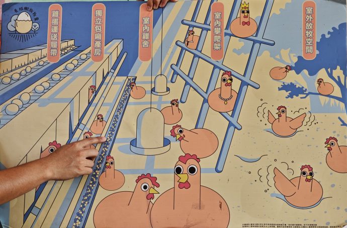 An illustration of the living conditions of the hens at Tree Egg Chicken Farm in Tainan - 29 May 2026
