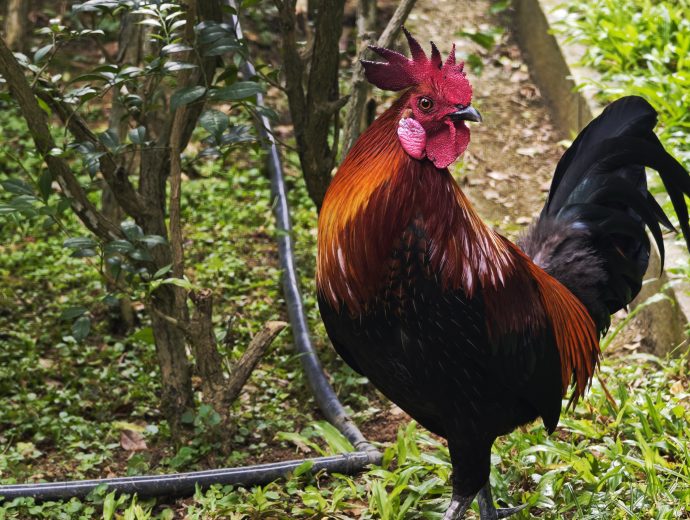 A rooster