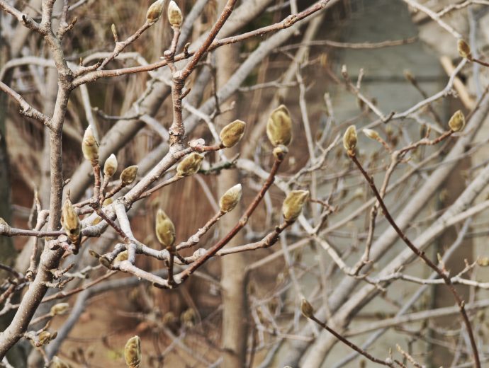 Spring in Qinhuangdao