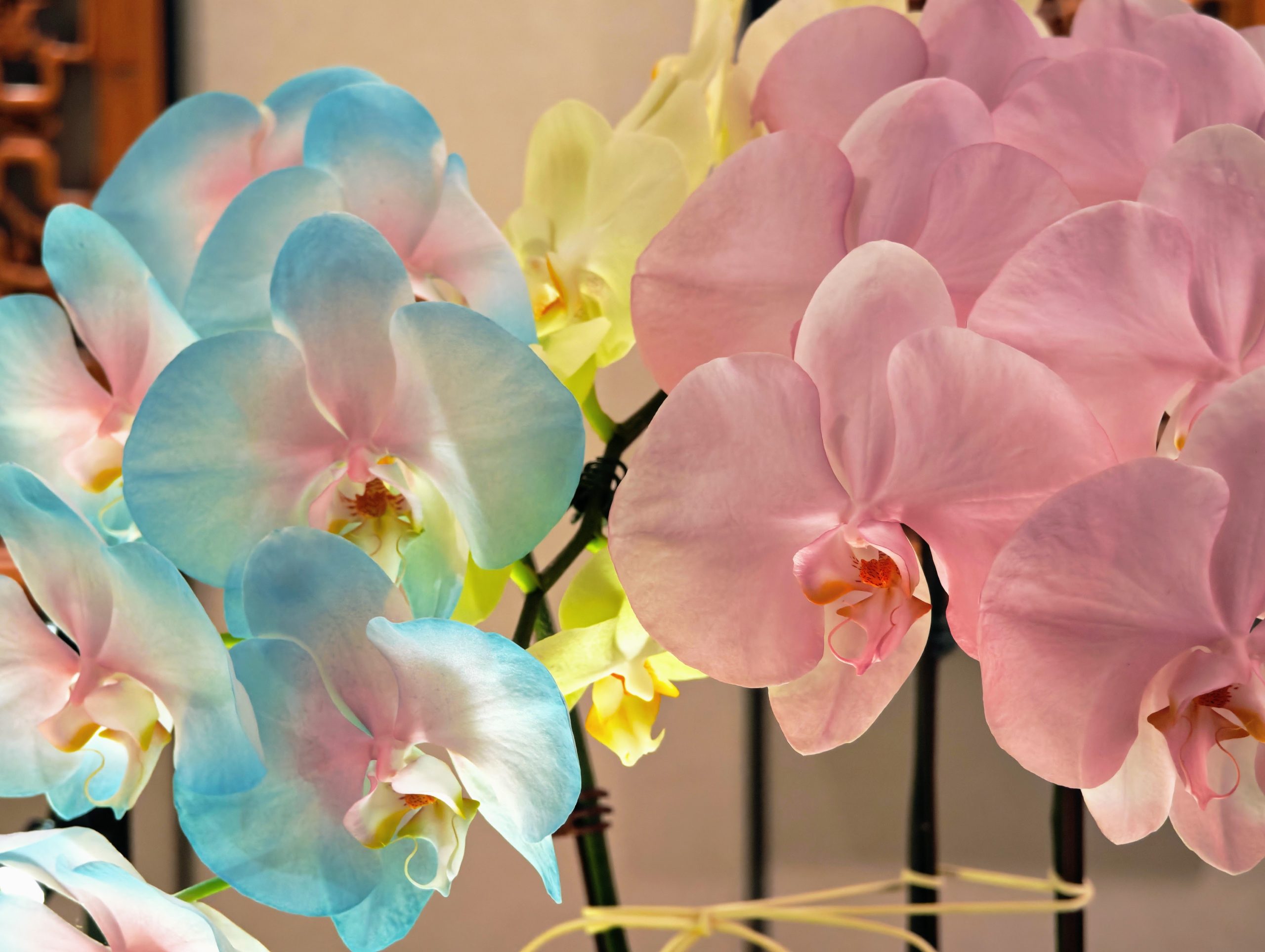 Taiwan's Moth Orchid