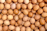 Chicken Eggs