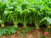 SUPERADRIANME – ZENXIN ORGANIC FARM TOUR – July 2026 -080851 #image_title
